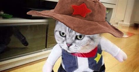 Cat Cowboy Costume