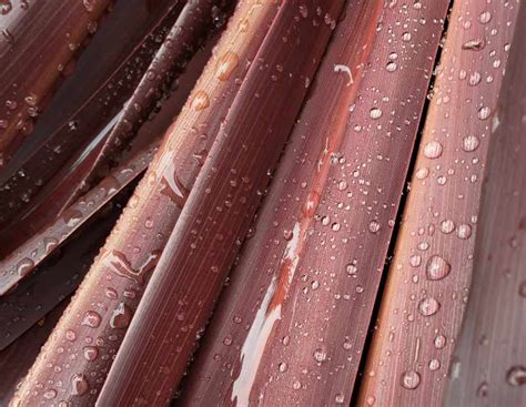 Best Plants With Colourful Foliage Anthony Tesselaar Plants