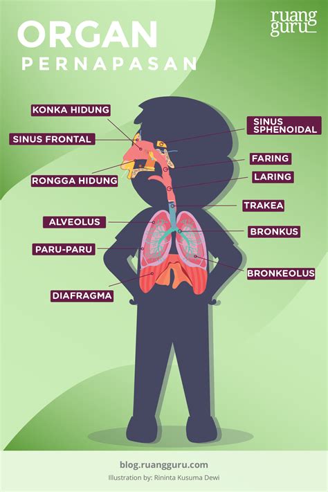 Detail Gambar Organ Pernapasan Pada Manusia Koleksi Nomer 19