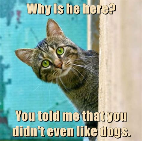 Why Is He Here Lolcats Lol Cat Memes Funny Cats Funny Cat