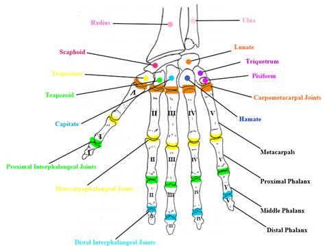 Advanced Human Anatomy Lecture Exam 3 Diagram Quizlet