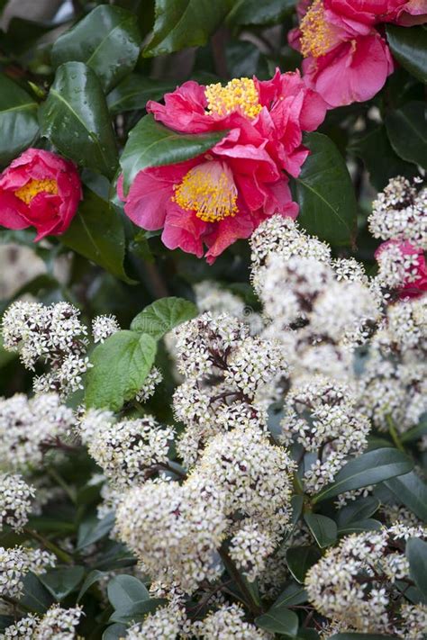 El Sasanqua De La Camelia Y El Sorbifolia Rojos De Sorbaria Imagen De