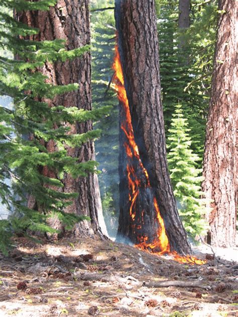 Exposed Ponderosa Pine Fire Scar Burning Download Scientific Diagram