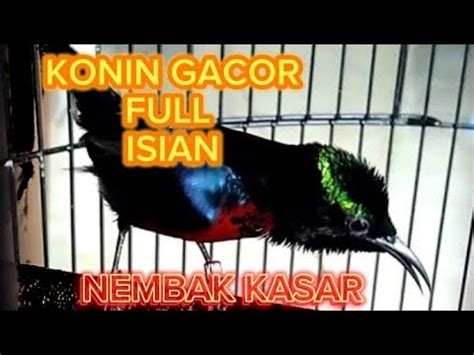 Masteran Konin Gacor Pancingan Suara Konin Nembak Kasar Full Materi