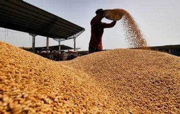 Centre Imposes Stock Limit On Wheat Until 31 March 2025 BW BusinessWorld