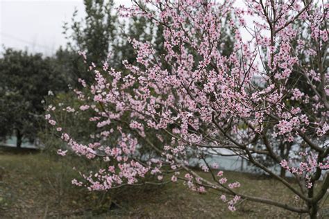 桃之夭夭，灼灼其华郝小思 站酷zcool