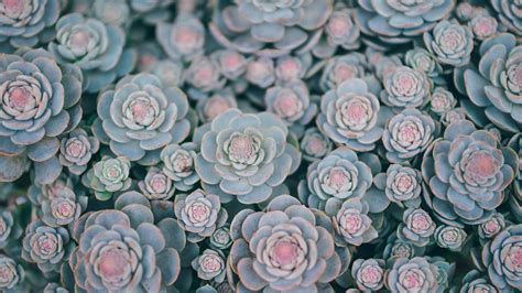 Bloom Green Succulents HD Beautiful Wallpapers | HD Wallpapers | ID #61889