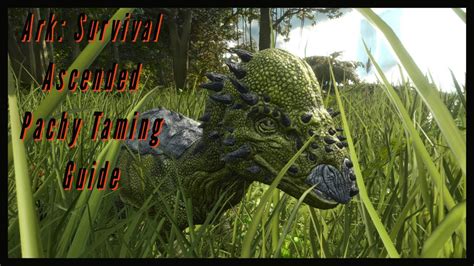 Pachy Taming Guide Ark Survival Ascended Youtube