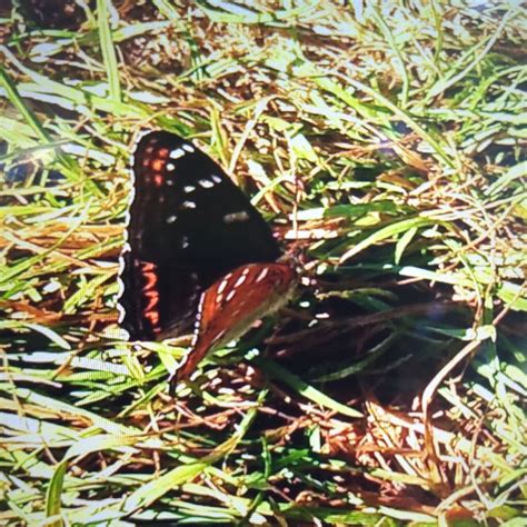 Poplar Admiral Limenitis Populi Observation Org