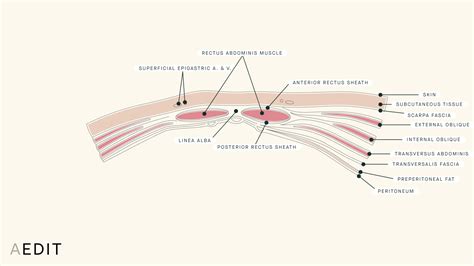 Abdominal Wall Anatomy Cross Section