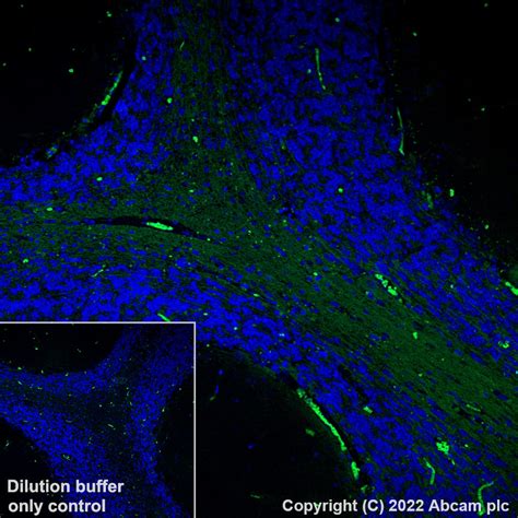 Recombinant Alexa Fluor® 488 Anti Myelin Oligodendrocyte Glycoprotein