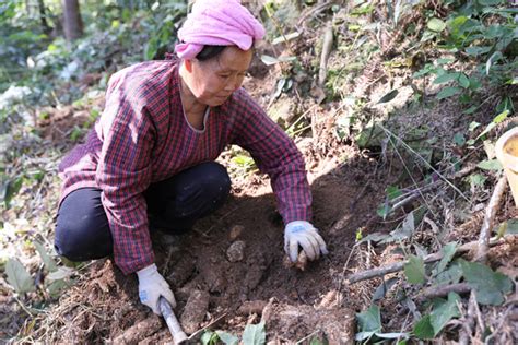 贵州黎平：万亩天麻迎丰收 新华网