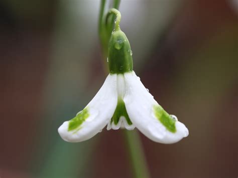 A snowdrop special – 6 pretty Galanthus varieties - The Tea Break Gardener