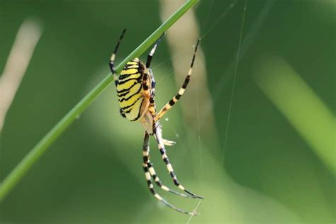 List Of Florida Spiders Identification And Benefits