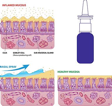 Nasal Mucosa Cavity Nervous Tract Vector, Cavity, Nervous, Tract PNG and Vector with Transparent ...