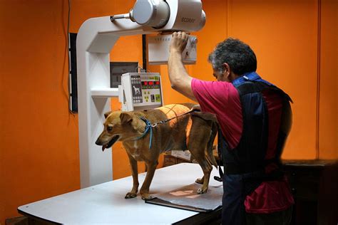 Día Del Médico Veterinario El Rol Profesional E Investigativo De Quienes Cuidan La Salud De Los