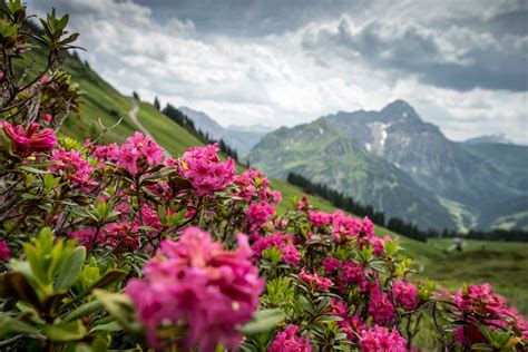 Alpengasthof H Rnlepass Alpenrosenbl Hte Im Kleinwalsertal