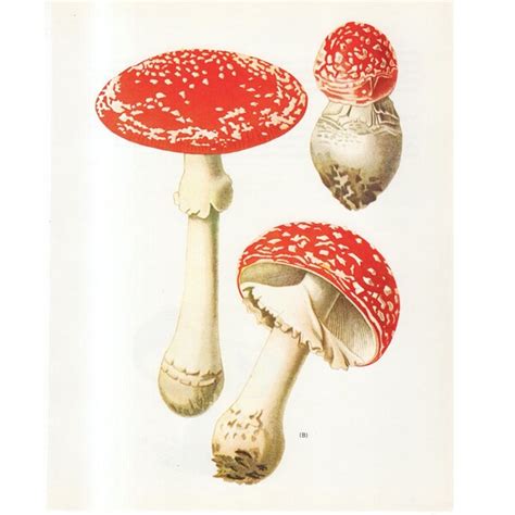 Antique Poisonous Fungi Etsy