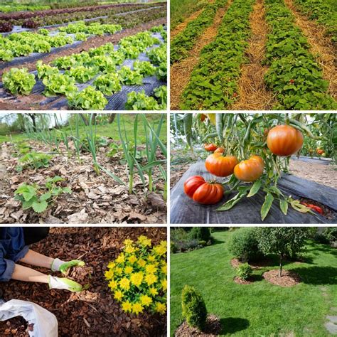 Mulching Is Really Easy Yet Not So Many People Do It Properly Learn