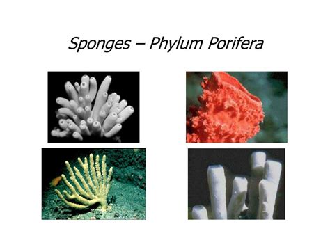 Ppt Sponges Phylum Porifera Powerpoint Presentation Free Download