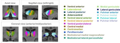 Elsevier Psychiatry On Twitter Thalamic Nuclei Volumes In