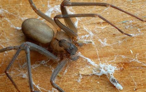 Brown Recluse Spiders A Guide To Dallas And North Tx Brown Recluse Spiders Control