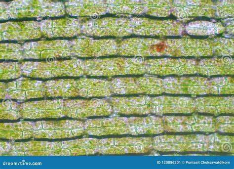 Plant Cell Under A Light Microscope at Stephanie Watt blog
