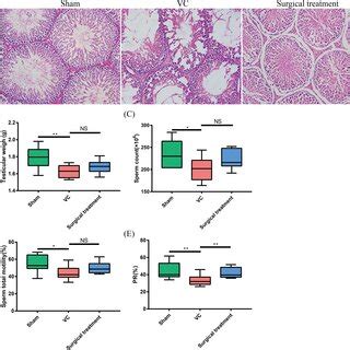 HE Staining Of Rat Testicular Tissues Basic Parameters And Semen