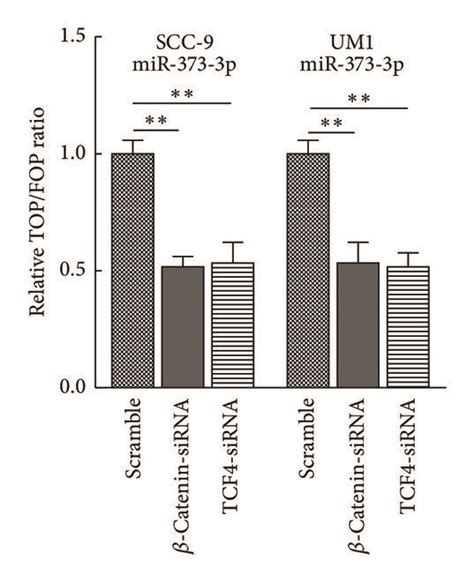 Mir 373 3p Activates The Wntβ Catenin Signaling Pathway A Topfop Download Scientific