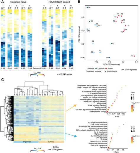 Transcriptome Profiles Of Organoids And Matched Primary Tumors A