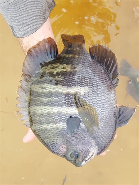 Tennessee Lake And Pond Management A Couple Decent Coppernose Bluegill