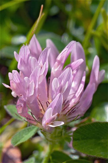 Trifolium Pratense Ssp Nivale Trifolium Pratense Ssp N Flickr