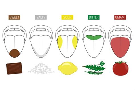 Budowa i funkcje języka Zmysł smaku Wikikids