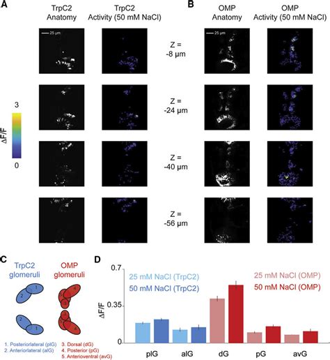 Nacl Sensitive Sensory Neurons Exhibit Chemotopy In The Olfactory Bulb