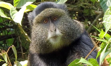 Golden Monkey Tracking Tours In Rwanda Kagoma Eye Safaris