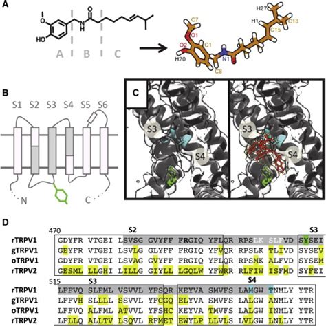 Capsaicin And Trpv A Capsaicin Is A Hydrophobic Molecule That May