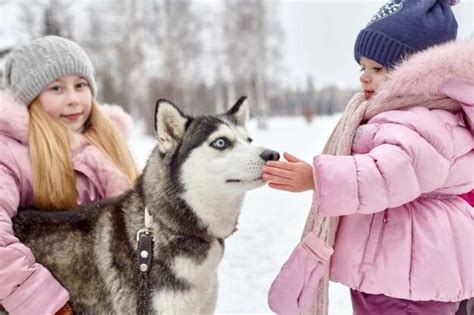 All About The Siberian Husky An In Depth Guide To Understanding This