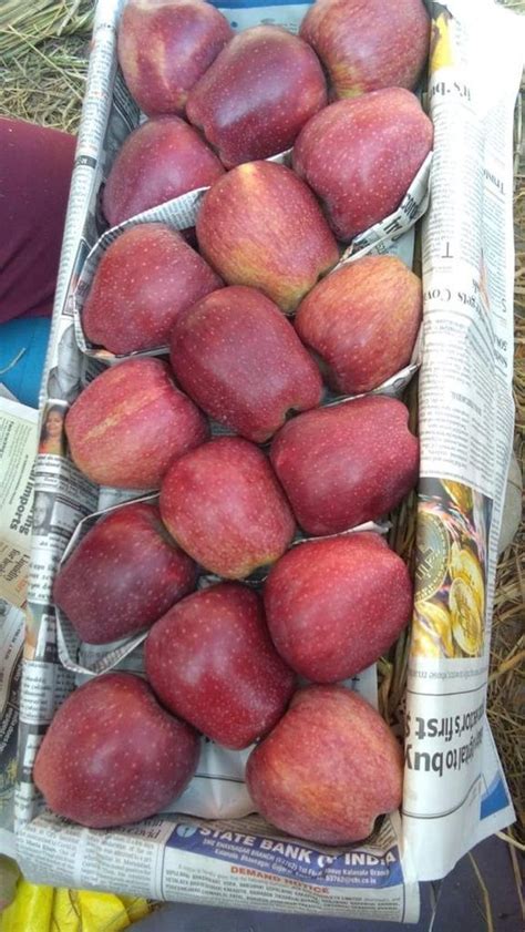 Kashmiri A Grade Fresh Kashmir Apple, Packaging Type: Wood Box, Kasmir ...