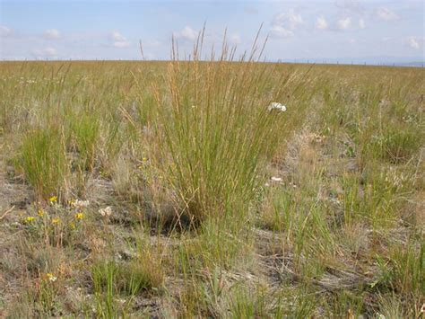 Rocky Mountain Vegetation Graminoids Grasses And Sedges Flashcards