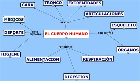 Mapa Conceptual El Cuerpo Humano Anatomy And Physiolo Vrogue Co