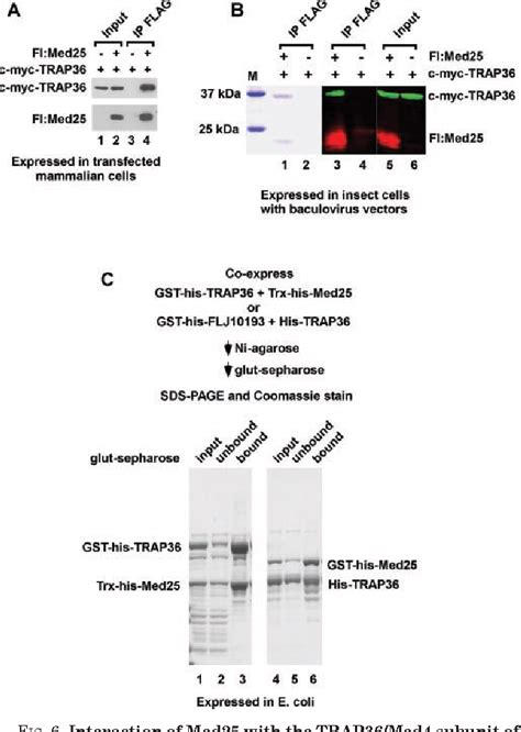 Figure From A Mammalian Mediator Subunit That Shares Properties With