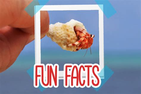 Hermit Crabs Facts Hermit Crab