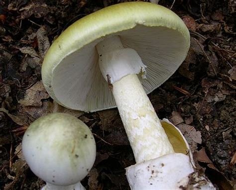 Found: Possible Antidote For Death Cap Mushroom Poisoning | Popular Science