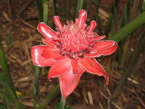 Ginger Flowers For Arthritis - The Right Flowers