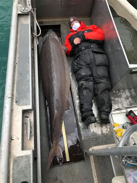 Giant Lake Sturgeon