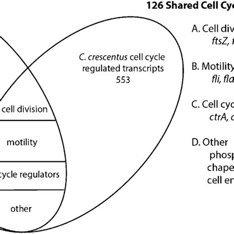 Comparison Of Genes Demonstrating Cell Cycle Regulated Transcription In