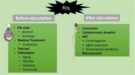 Potential Stimuli That Cause Reactive Oxygen Species Ros Production