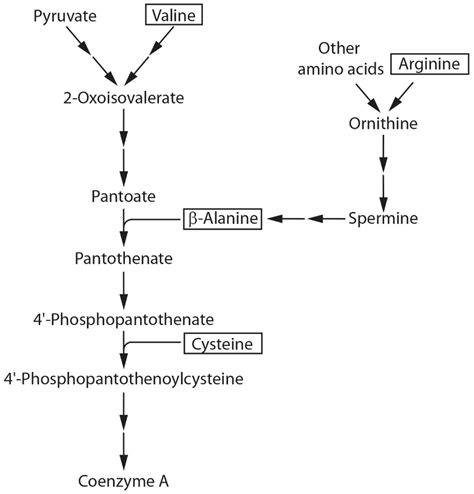 Simplified Pathway Of Coa Biosynthesis In The Yeast S Cerevisiae To