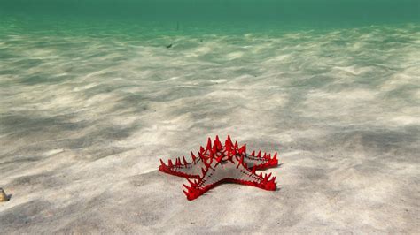 12 Stunning Facts About Starfish - Fact City