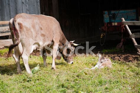 Cow And Newborn Calf Stock Photo | Royalty-Free | FreeImages